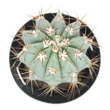 Melocactus azureus | Turks Cap Cactus - Lazy Gardens