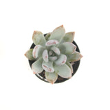 Pachyveria Powder Puff | Powder Puff - Lazy Gardens