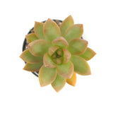 Sedum Adolphii | Golden Glow - Lazy Gardens