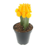 Gymnocalycium mihanovichii freidrichii | Moon Cactus Yellow - Lazy Gardens