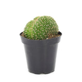 Echinobivia Hybrid Cristata | Rainbow Burst Crested - Lazy Gardens