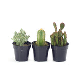 Assorted Cactus - Lazy Gardens