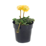 Aloinopsis malherbei | Giant Jewel Plant - Lazy Gardens