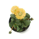 Aloinopsis malherbei | Giant Jewel Plant - Lazy Gardens