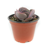 Echeveria Dusty Rose | Dusty Rose - Lazy Gardens