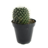 Mammillaria spinosissima | Un Pico Cactus - Lazy Gardens