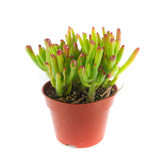 Crassula ovata 'Gollum' | Ogre Ear Jade - Lazy Gardens