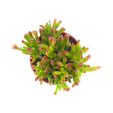 Crassula ovata 'Gollum' | Ogre Ear Jade - Lazy Gardens