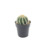Notocactus Magnificus | Balloon Cactus - Lazy Gardens