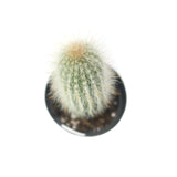 Cleistocactus strausii | Silver Torch Cactus - Lazy Gardens