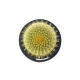 Parodia leninghausii | Golden Ball Cactus - Lazy Gardens