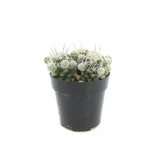 Mammillaria gracilis fragilis | Thimble Cactus - Lazy Gardens