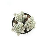 Mammillaria gracilis fragilis | Thimble Cactus - Lazy Gardens