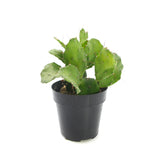 Opuntia Argentine | Argentine Cactus - Lazy Gardens