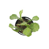 Opuntia Argentine | Argentine Cactus - Lazy Gardens