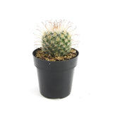 Mammillaria hybrid | Fishhook Cactus - Lazy Gardens