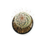 Mammillaria hybrid | Fishhook Cactus - Lazy Gardens