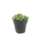 Echeveria Chris - Lazy Gardens