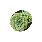 Echeveria Chris - Lazy Gardens