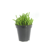 Crassula muscosa | Watch Chain - Lazy Gardens
