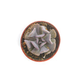 Echeveria Cubic Frost | Cubic Frost - Lazy Gardens