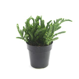 Crassula muscosa | Watch Chain - Lazy Gardens