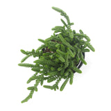 Crassula muscosa | Watch Chain - Lazy Gardens