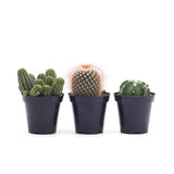 Assorted Cactus - Lazy Gardens