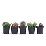 Assorted Mystery Plants - Lazy Gardens