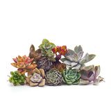 Assorted Succulent Cuttings - Lazy Gardens