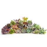 Assorted Succulent Cuttings - Lazy Gardens