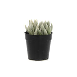 Senecio Haworthia | Cocoon Plant - Lazy Gardens