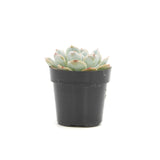 Echeveria Arctic Ice | Arctic Ice - Lazy Gardens