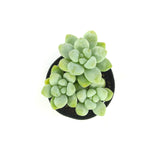 Sedum Treleasei - Lazy Gardens