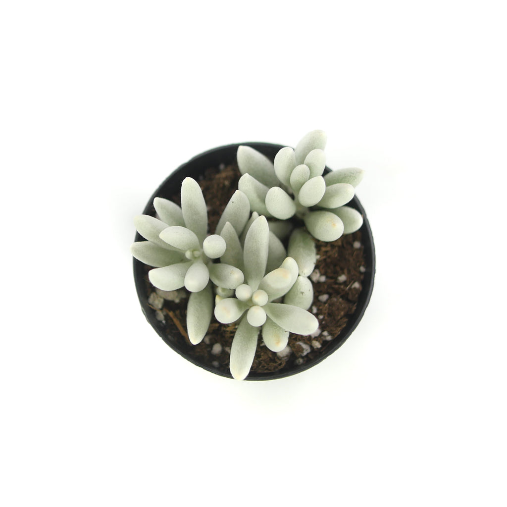 cocoon plant succulent Senecio Haworthia