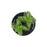 Crassula Springtime - Lazy Gardens