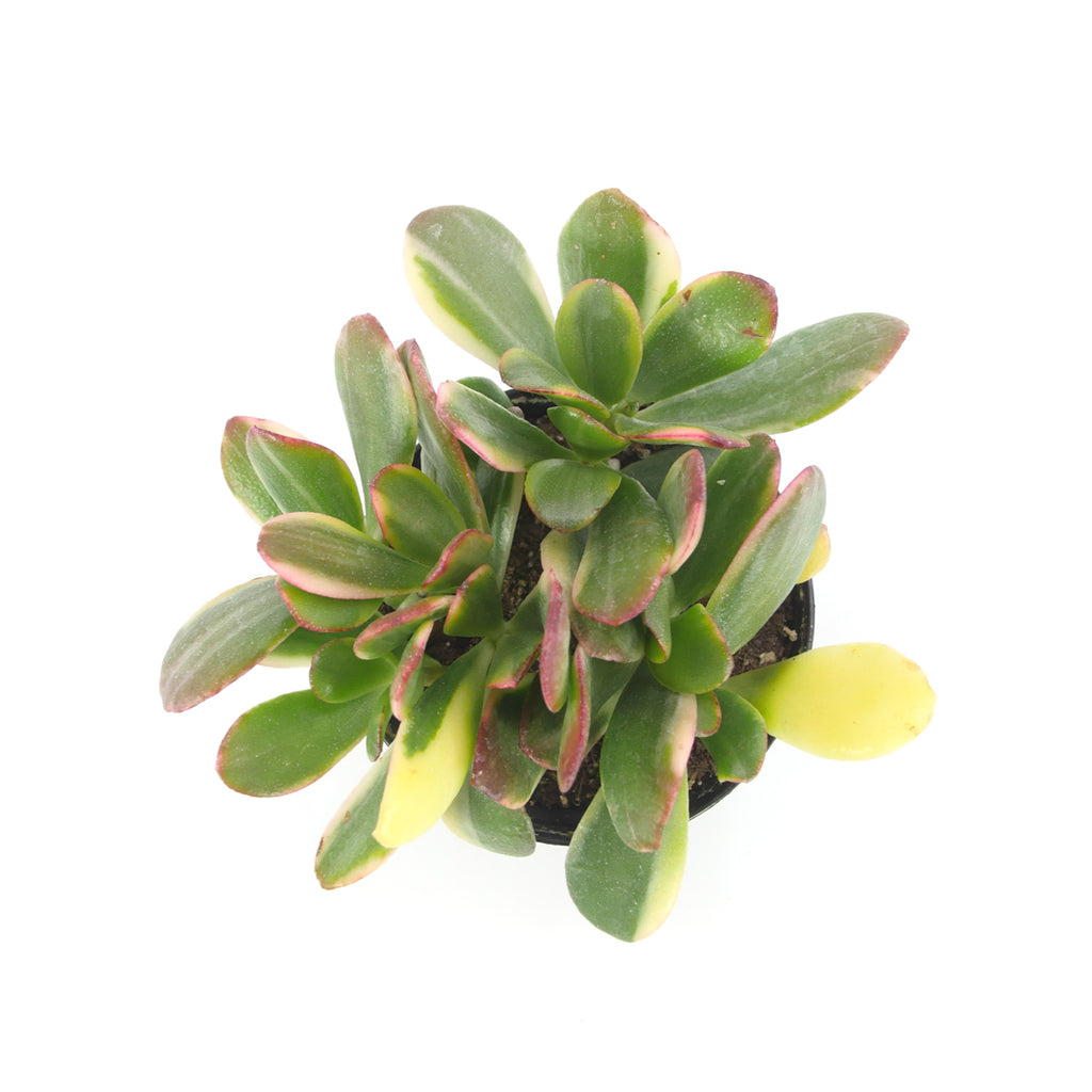 lemon and lime jade plant Crassula Ovata Obliqua