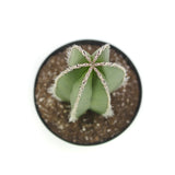 Pachycereus marginatus | Mexican Fence Post Cactus - Lazy Gardens