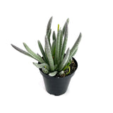 Senecio scaposus | Silver Coral - Lazy Gardens