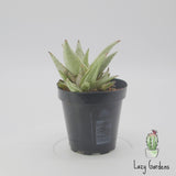 Aloe Snow Drift | Aloe Hybrid