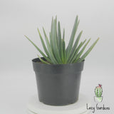 Aloe plicatilis | Fan Aloe