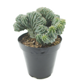 Myrtillocactus Geometrizans Cristata | Blue Candle Crest Cactus - Lazy Gardens