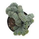 Myrtillocactus Geometrizans Cristata | Blue Candle Crest Cactus - Lazy Gardens