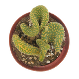 Opuntia Microdasys Cristata | Crazy Bunny Ears - Lazy Gardens