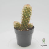Copper King Cactus | Mammillaria elongata