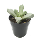 Schwantesia Borcherdsii - Lazy Gardens