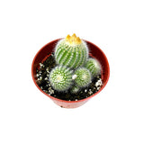 Notocactus Scopa | Silver Ball Cactus - Lazy Gardens