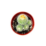 Notocactus Scopa | Silver Ball Cactus - Lazy Gardens