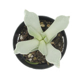 Schwantesia Borcherdsii - Lazy Gardens