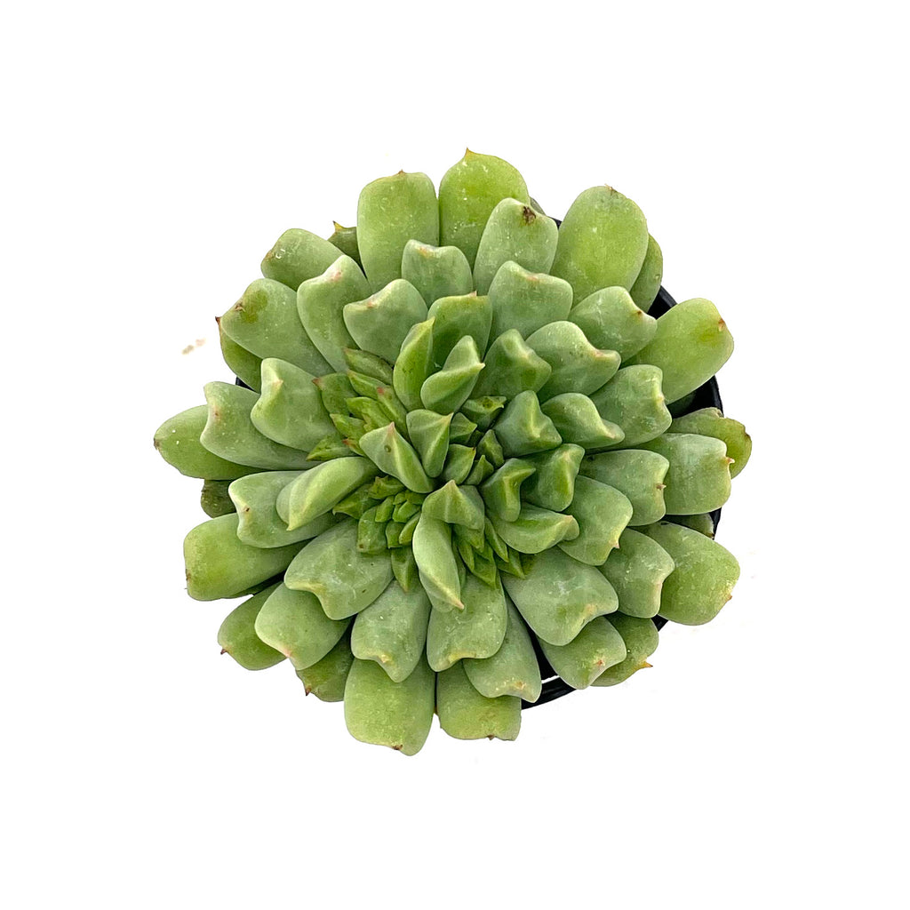 irish mint succulent Echeveria Irish Mint – Lazy Gardens